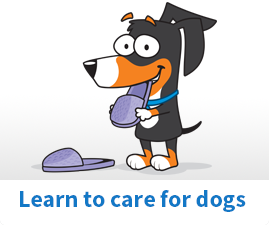 Learn to care for dogs