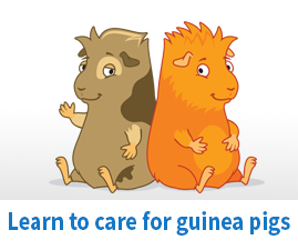 Learn to care for guinea pigs