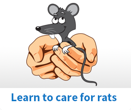 Learn to care for rats
