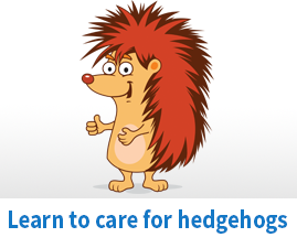 How to care for hedgehogs