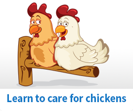 How to care for Chickens