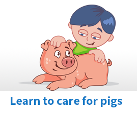 How to care for Pigs
