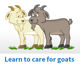 How to care for Goats
