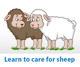 How to care for Sheep