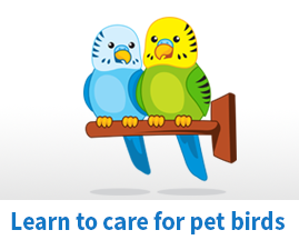 How to care for Pet Birds