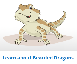 Learn to care for bearded dragons