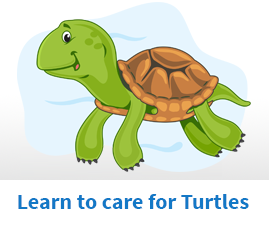 Learn to care for turtles
