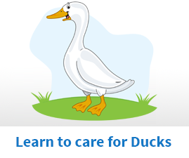 Learn to care for ducks