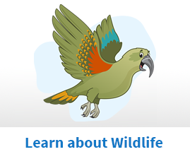 Learn about Wildlife